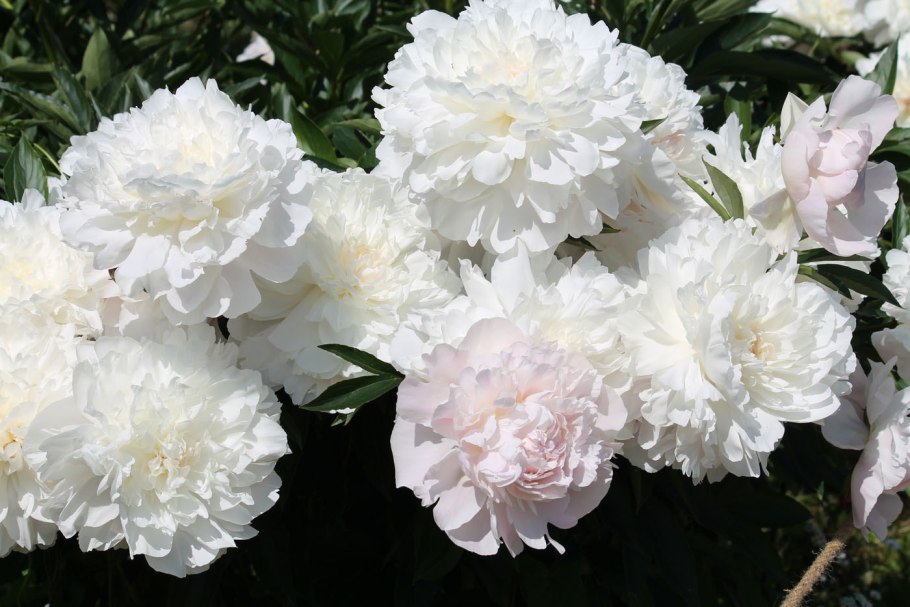 Пион Юбилейный ГБС