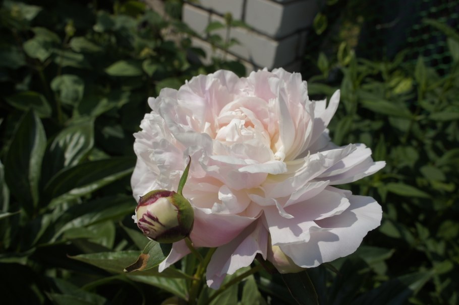 Пион Юбилейный Краснова