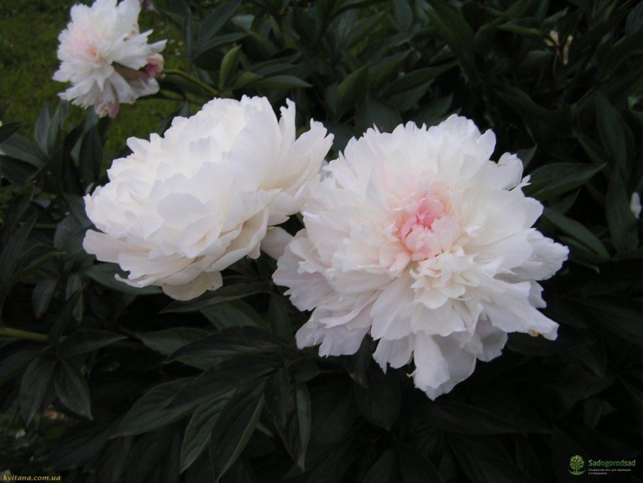 Пион Юбилейный ГБС