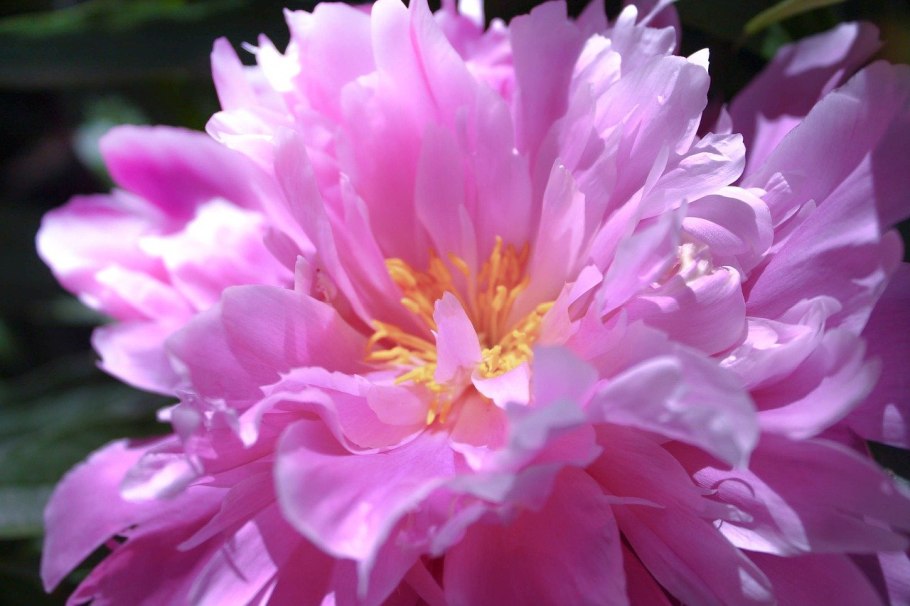 Пионы ботсад МГУ