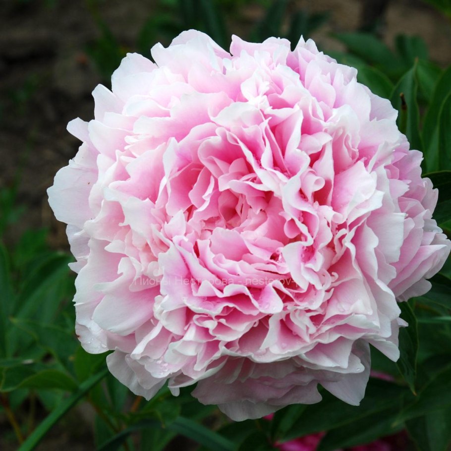 Пион Весенняя палитра