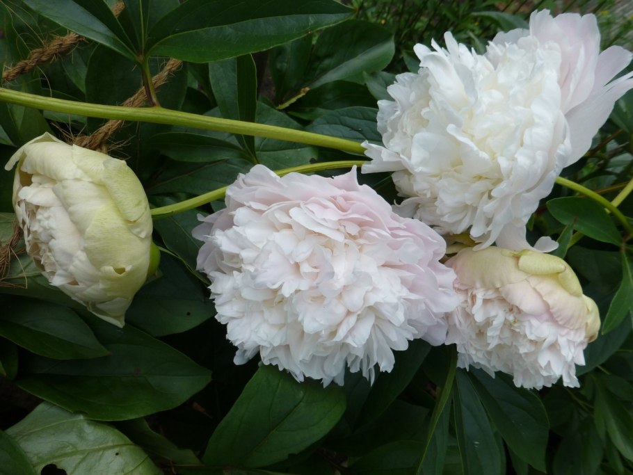 Пион Рубра плена