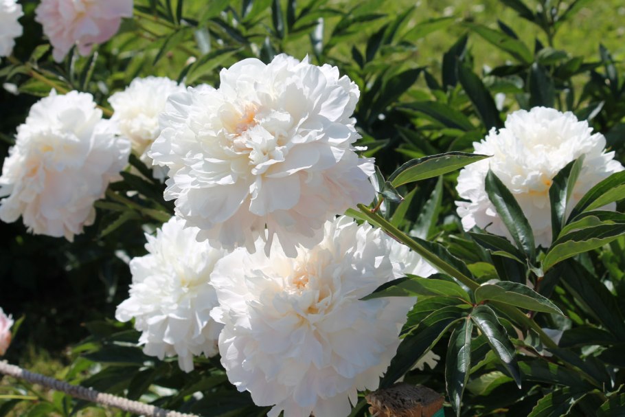 Сорта пионов фото с названиями Джеймс Пиллоу