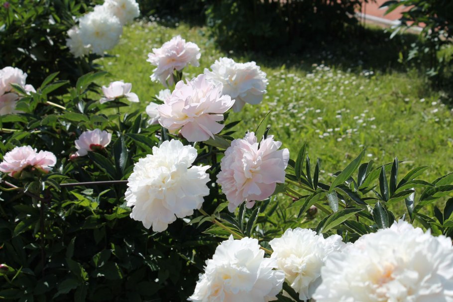 Пионы Нестерова