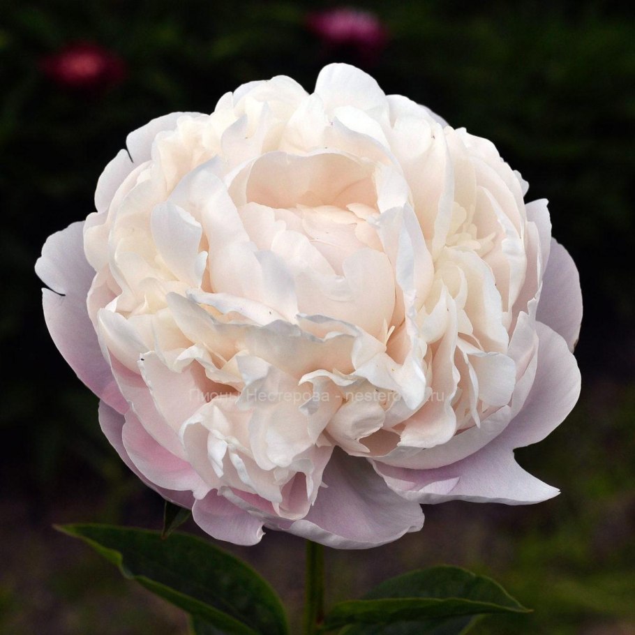 Пион Юбилейный ГБС