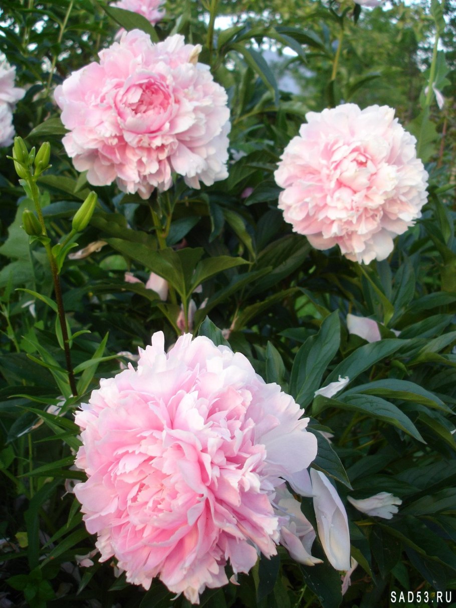 Пион молочноцветковый Сара Бернард