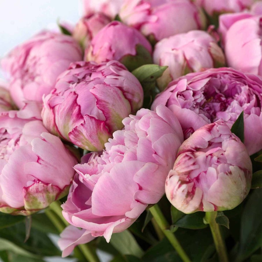 Пион Adolphe Rousseau