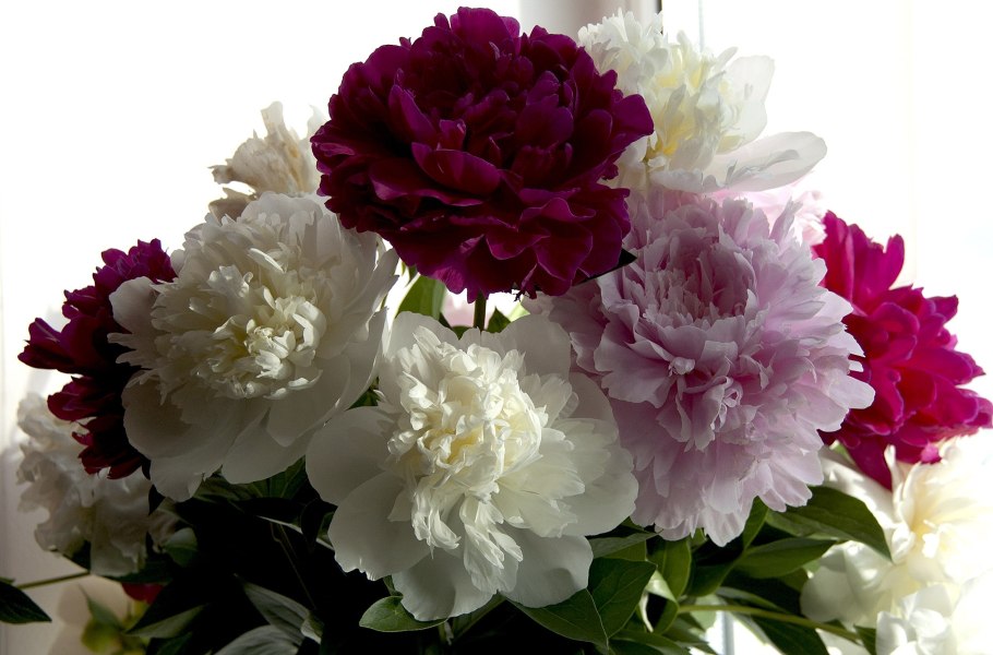 Лилия Боул оф Бьюти фото