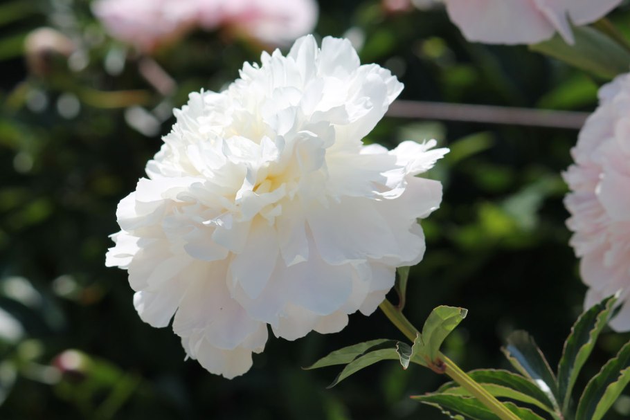 Paeonia (пион) Jubilee