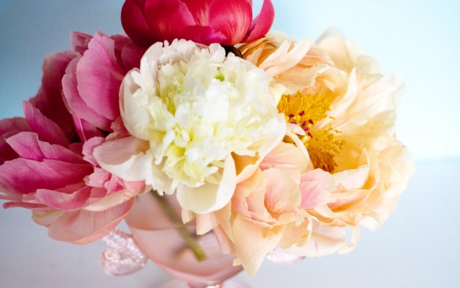 Пион Нелли Сейлор