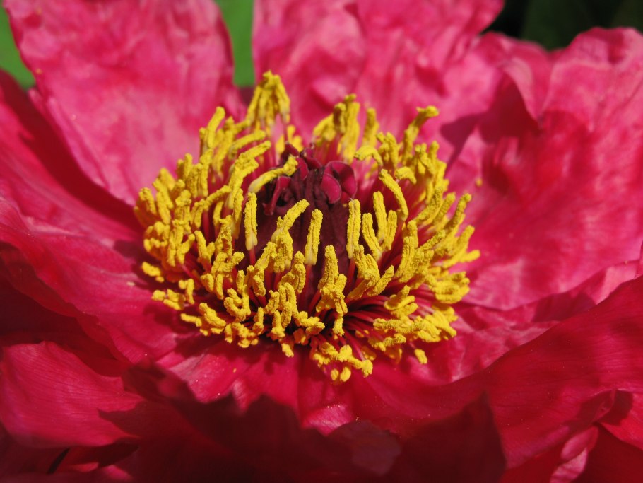 Пион Аваланш (Avalanche)