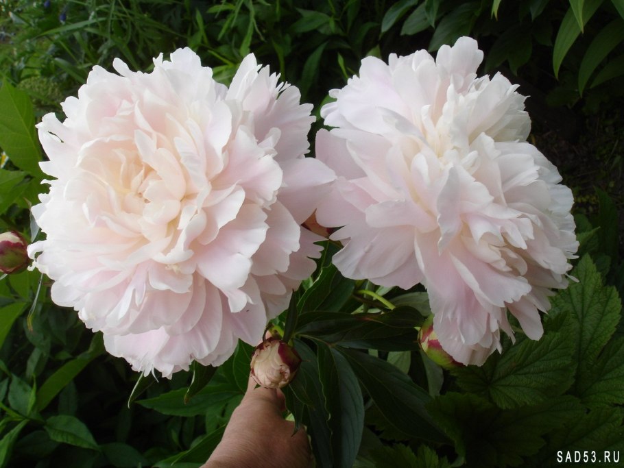 Пион Юбилейный ГБС