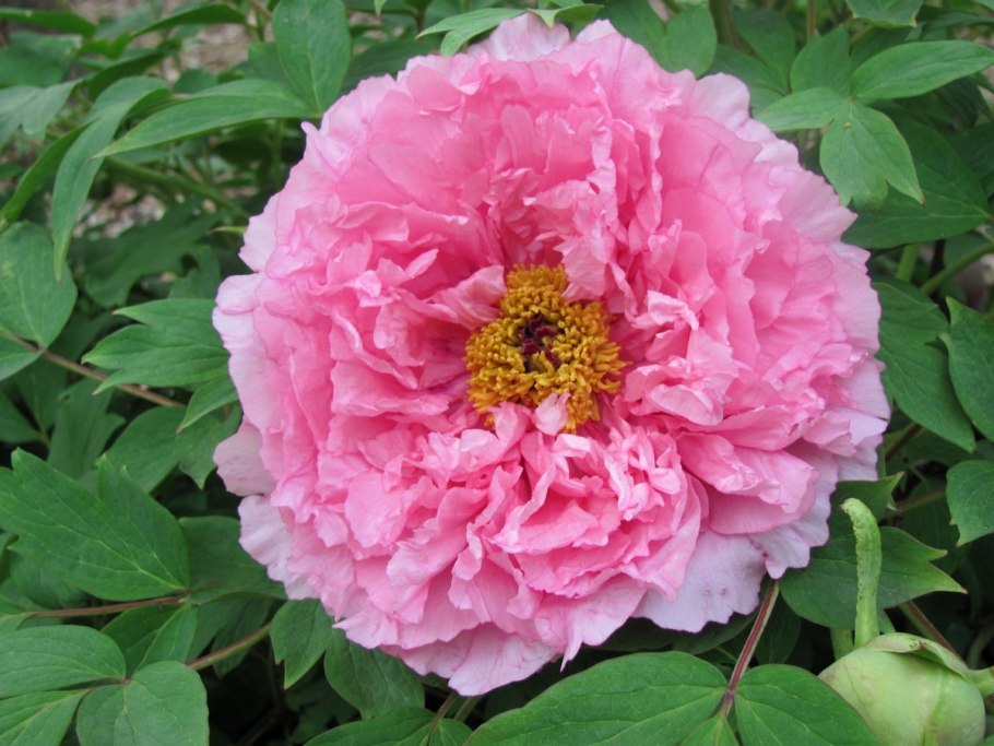 С днём рождения женщине пионы