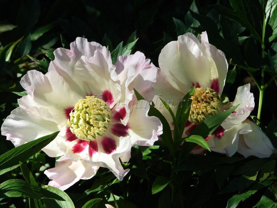 Пион Отечественной селекции золотое Руно