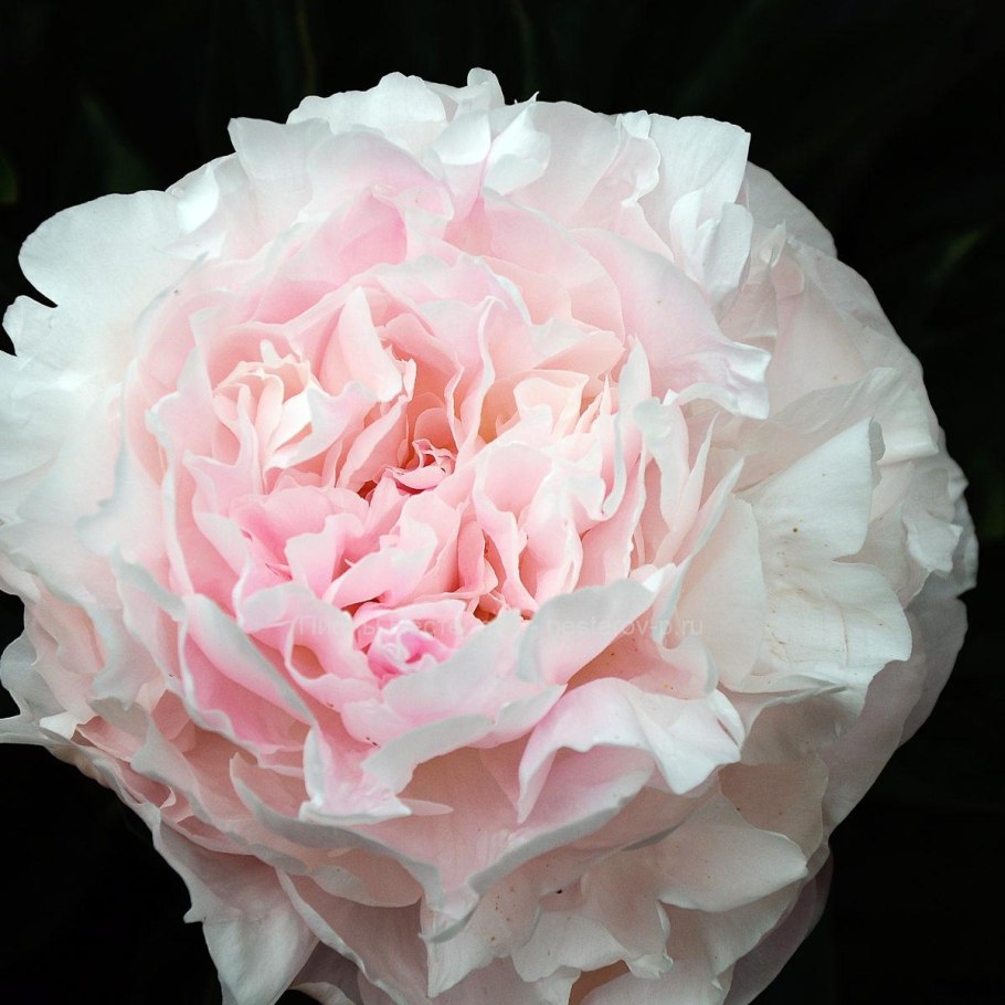 Пион Аврора уфимской селекции