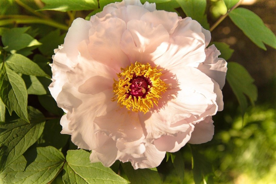 Пион Огюст дессер