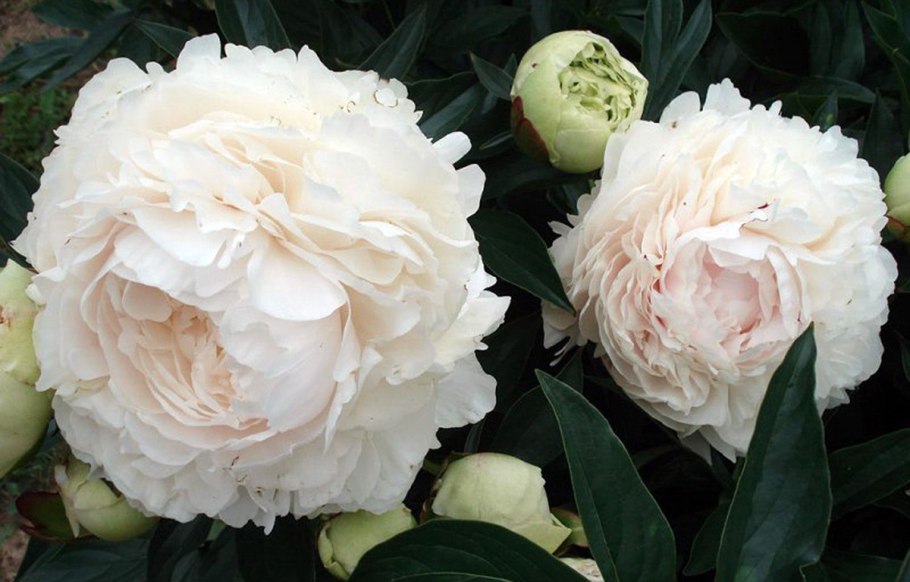 Пион Шиз май Стар