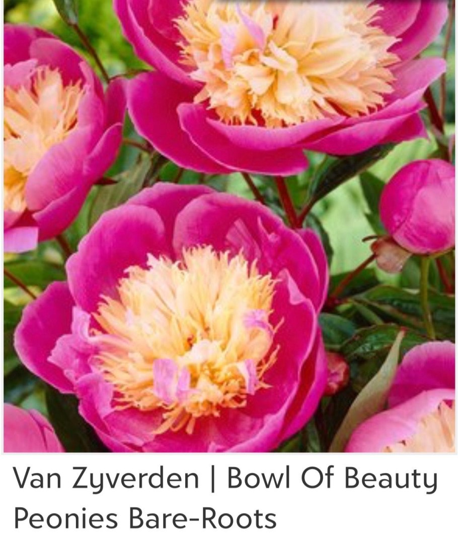 Пион Мэдилон