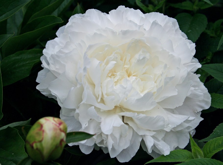 Пион террифилс гейт