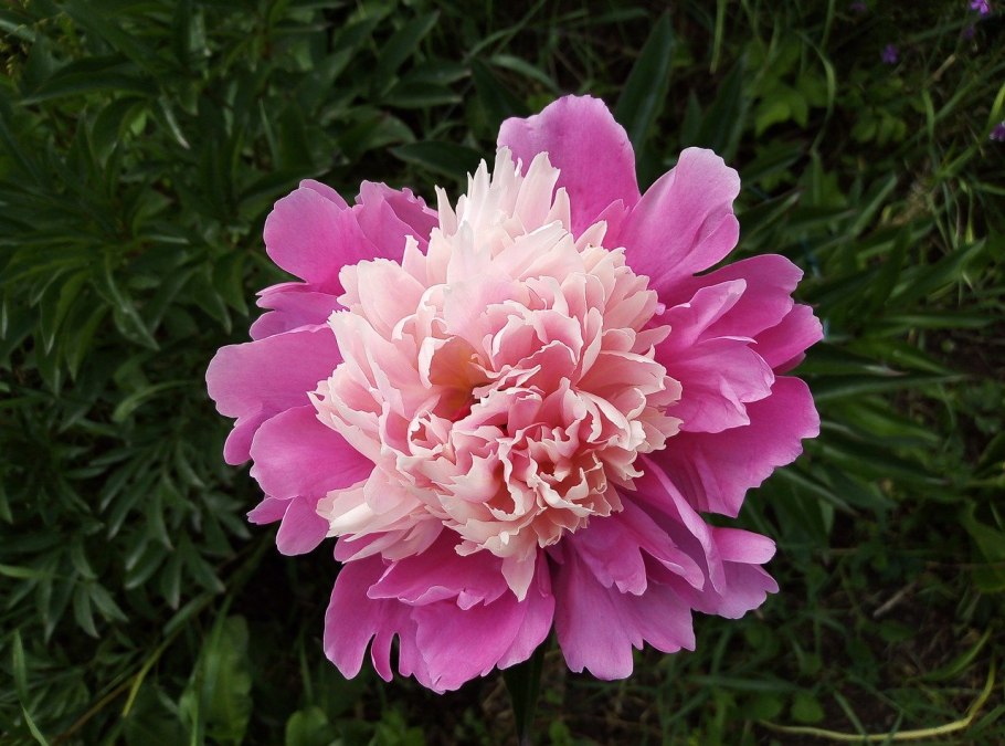 Поздравляю пионы