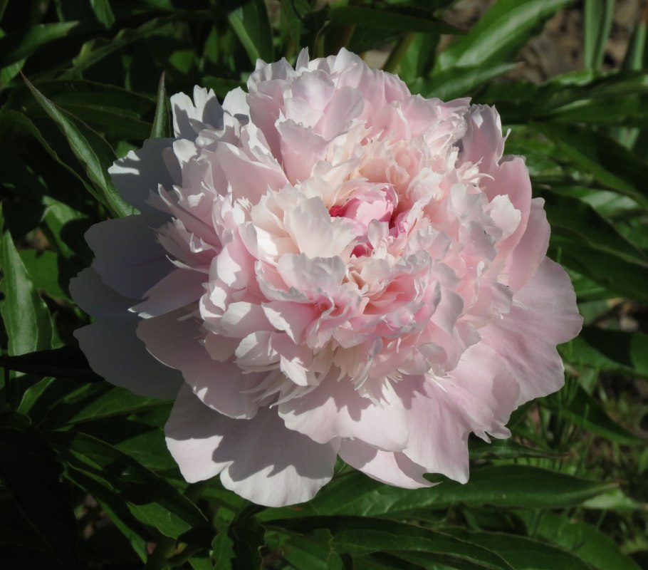 Пион молочноцветковый Феликс Крусс