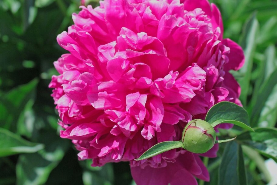 Букет пионов с днем рождения для женщины