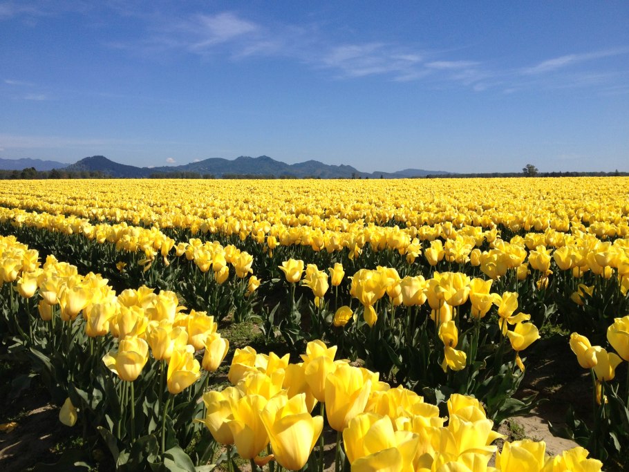Поле желтых тюльпанов