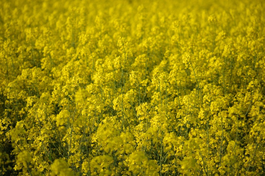 Сурепка масличная