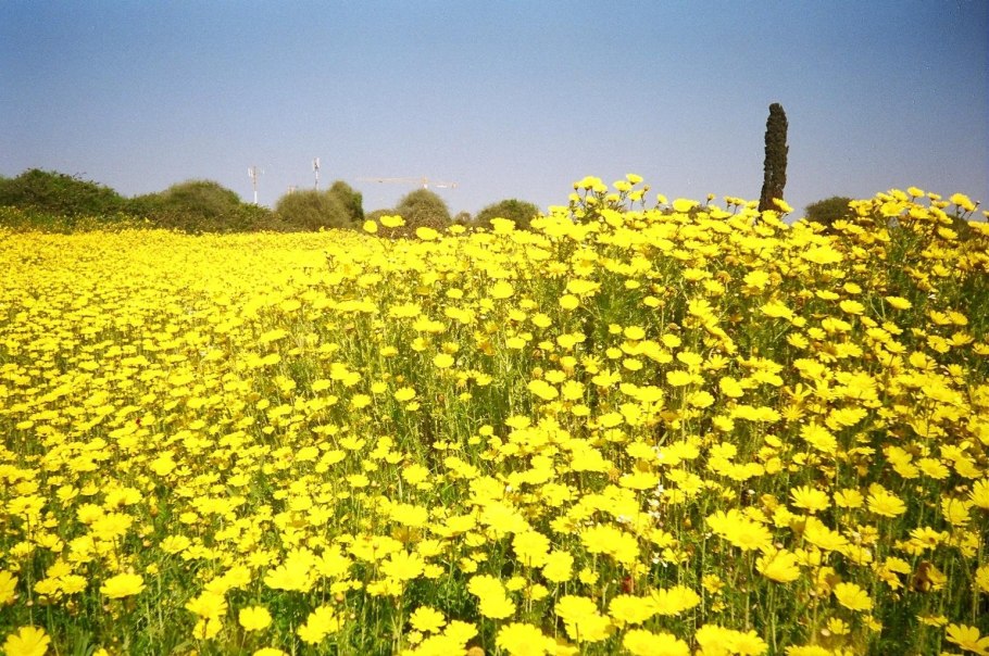 Дикие желтые цветы Израиля