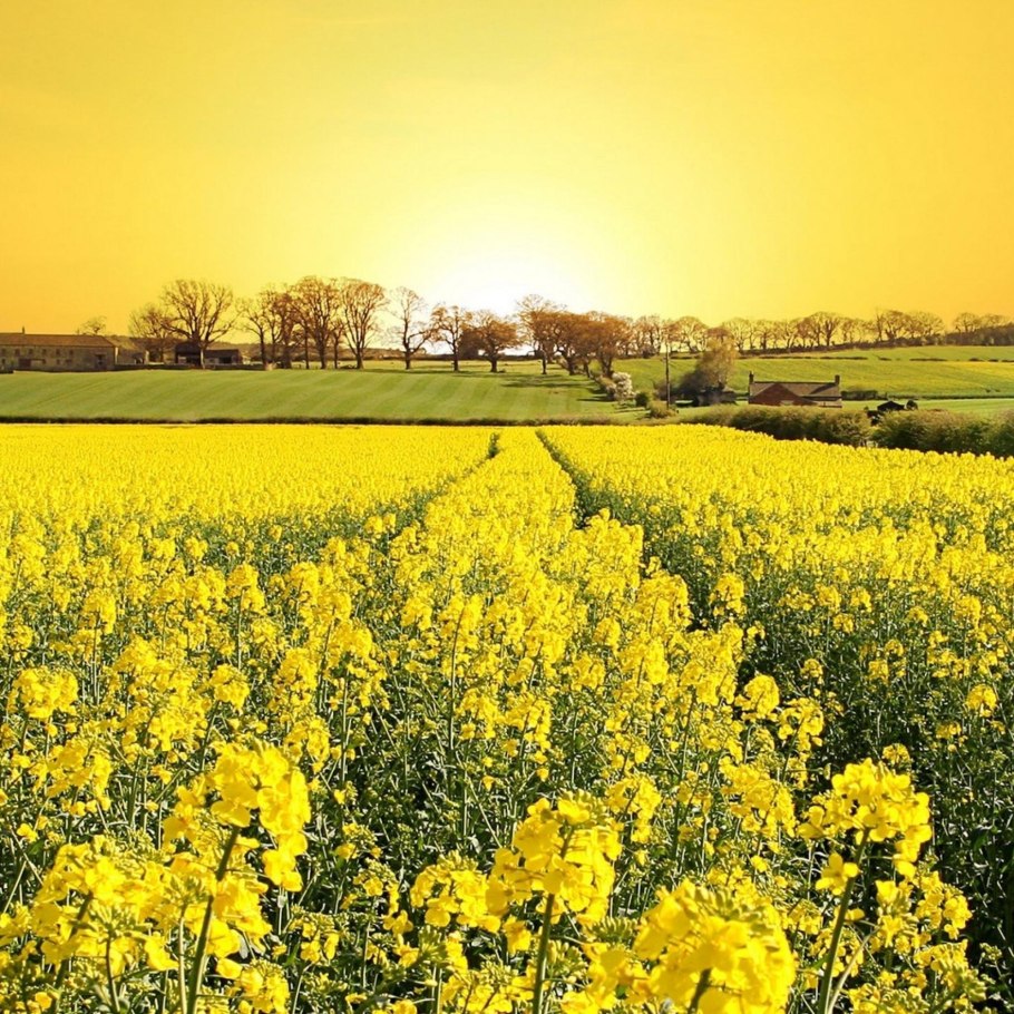 Пейзаж в желтых тонах