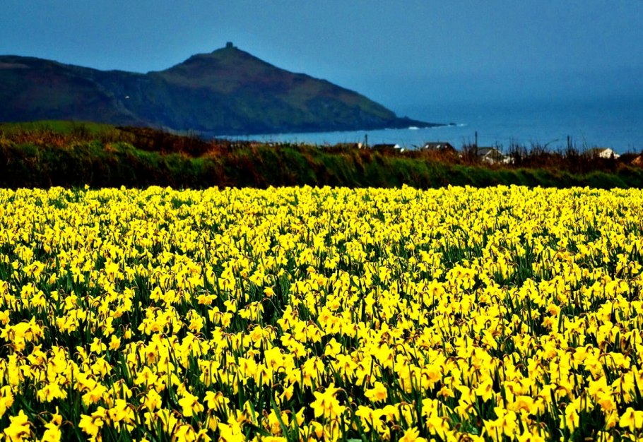 Поля нарциссов в Уэльсе