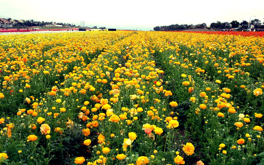 Лютики Калифорния