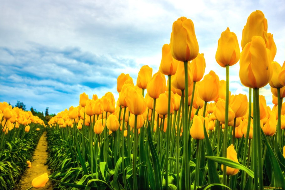 Тюльпановое поле и голубое небо