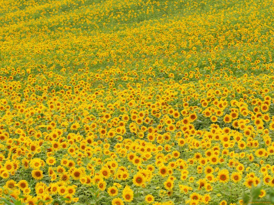 Поляна из желтых цветов