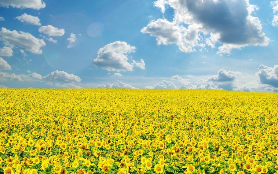 Поле с подсолнухами