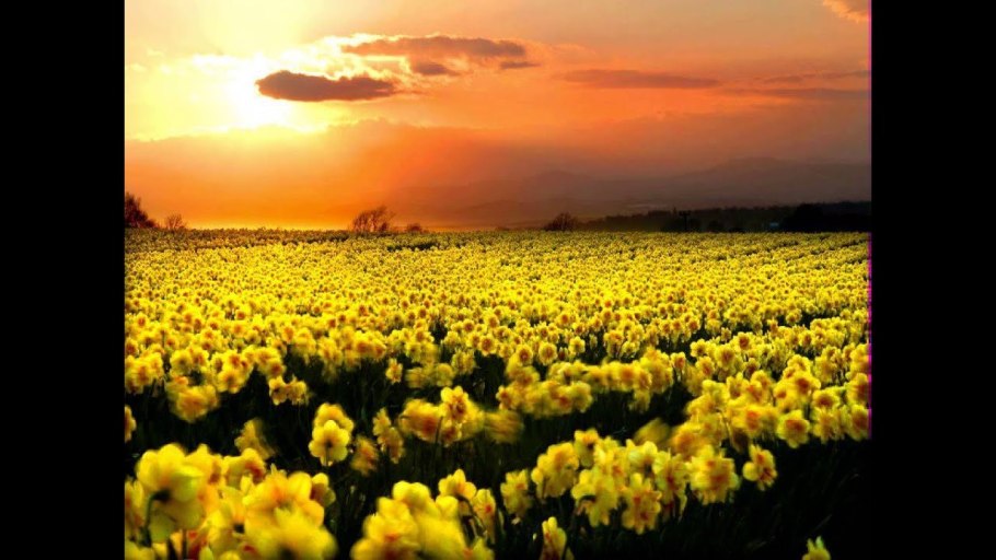 Поле с желтыми цветами