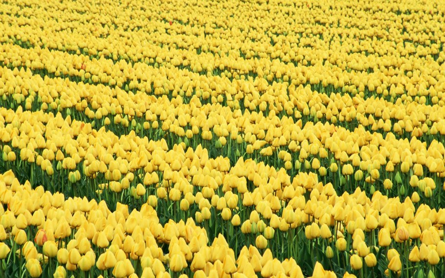 Поле тюльпанов