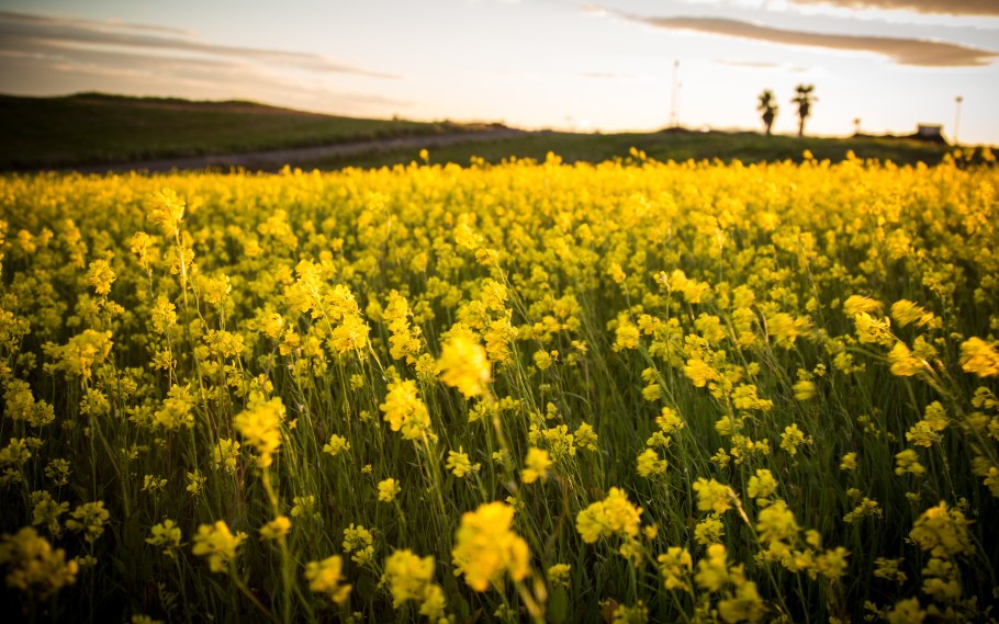 Растения поля