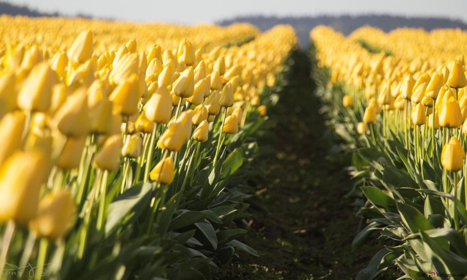 Поле тюльпанов