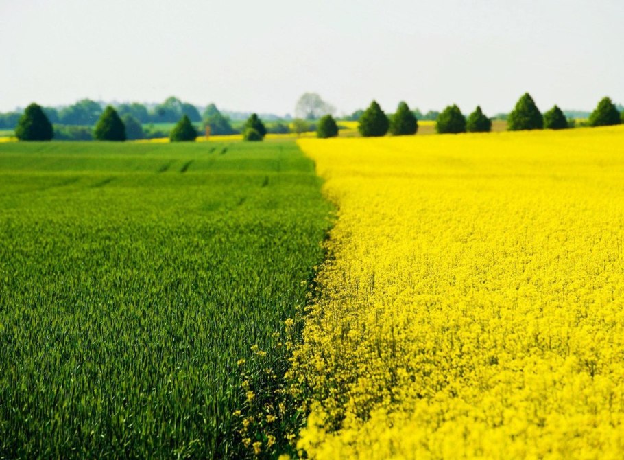 Рапсовые поля в Германии