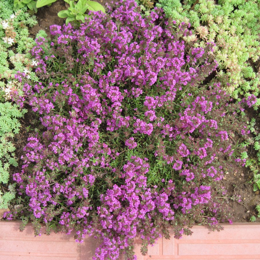 Тимьян ползучий (Thymus serpyllum)