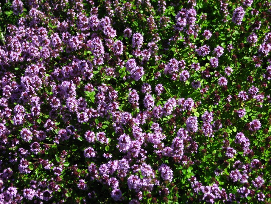 Thymus citriodorus