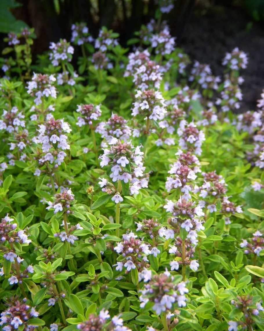 Thymus citriodorus
