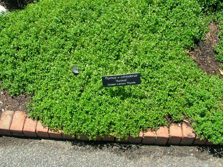 Thymus citriodorus aureus