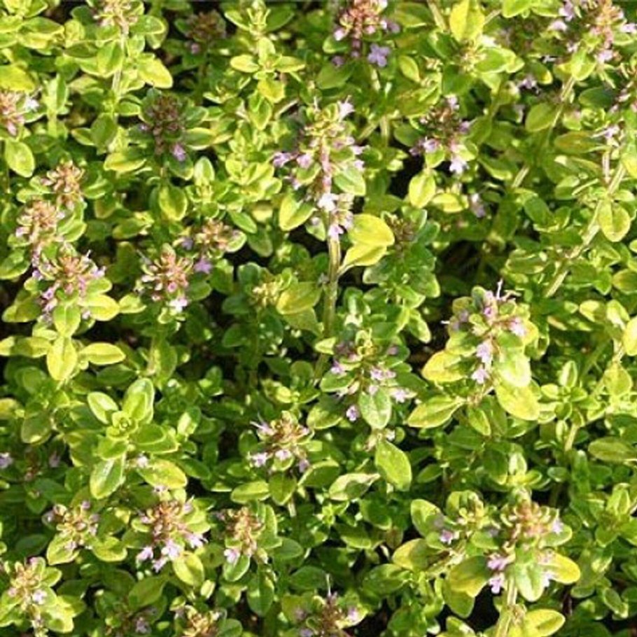 Тимьян лимоннопахнущий (Thymus citriodorus `Bertram Anderson`)