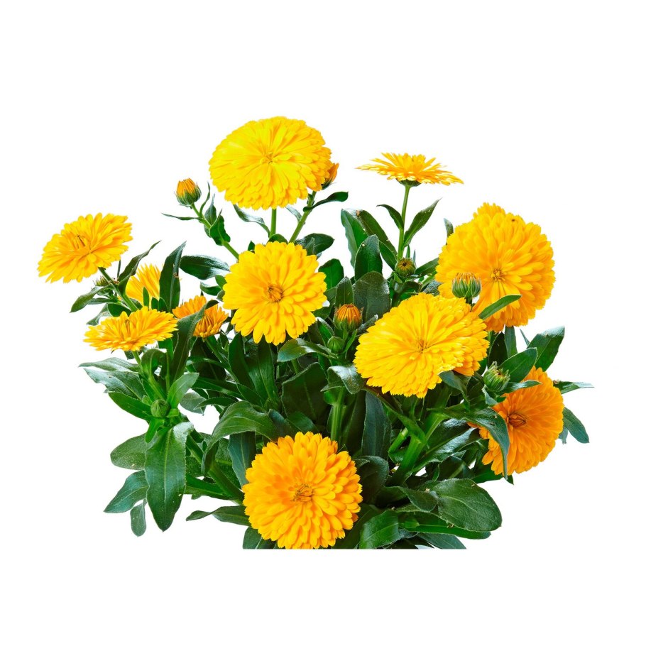 Календула Хризанта