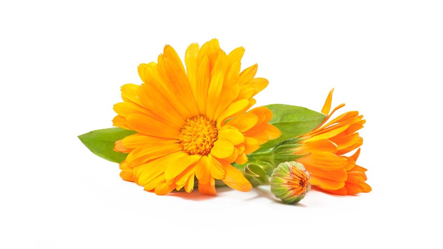 Календула на белом фоне