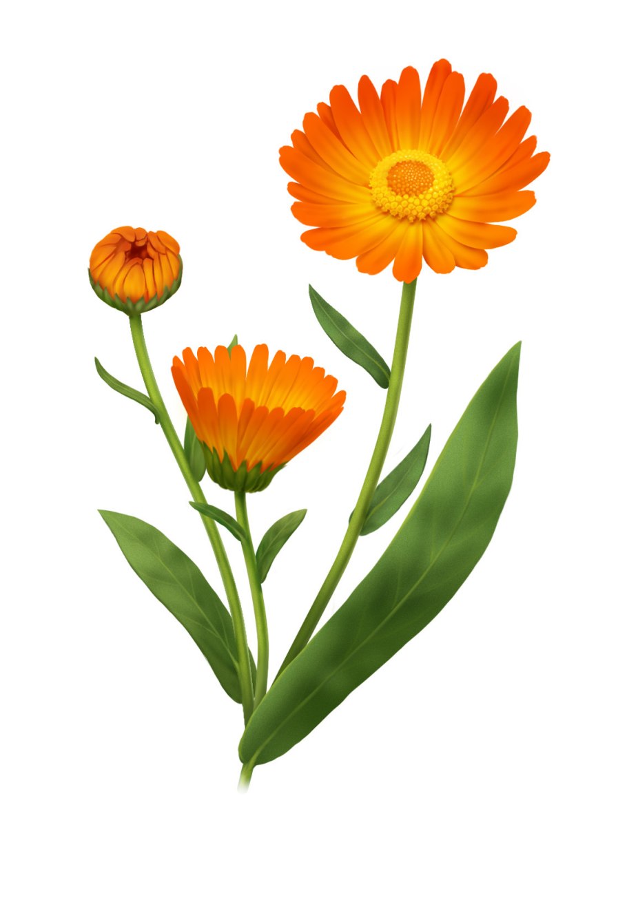 Календула мульт