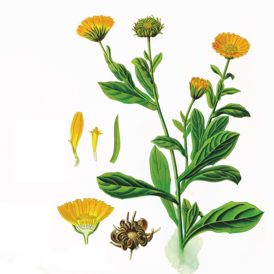 Календула ноготки Фармакогнозия