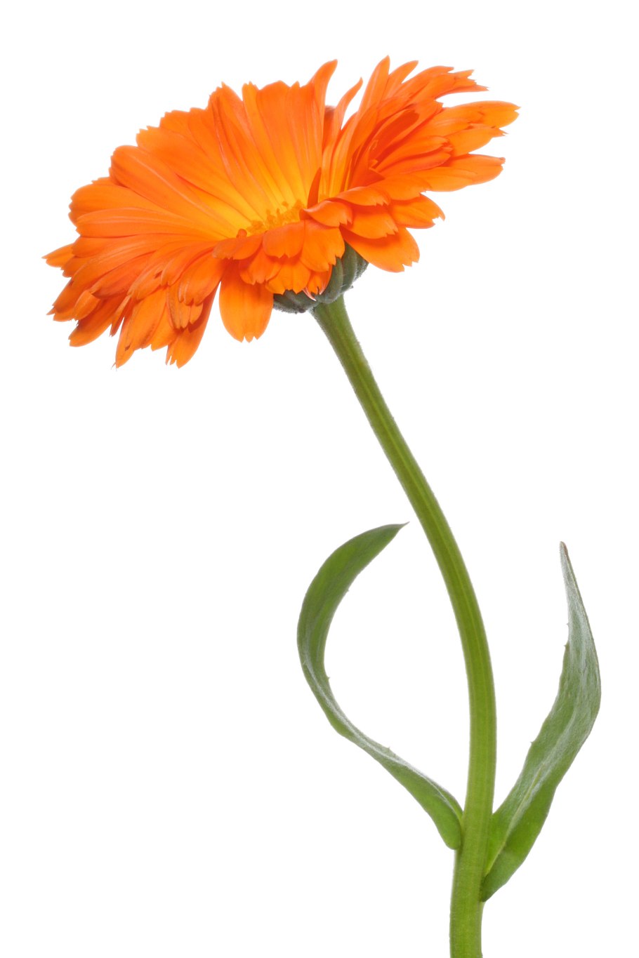 Календула без фона